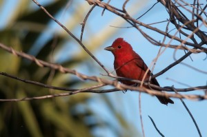 red birds